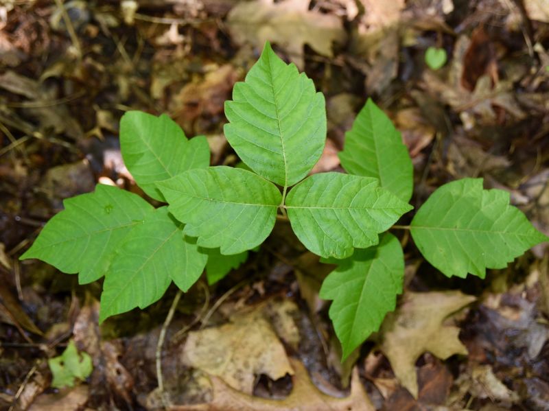 Poison Ivy Removal in Bucks County, PA