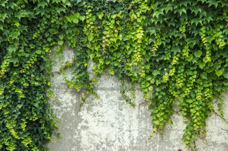 Interior Wall Ivy Removal