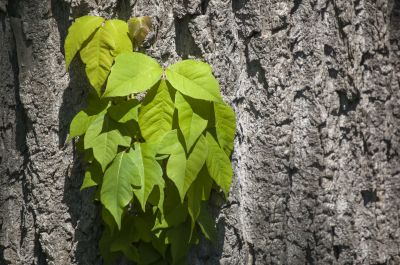 English Ivy Removal