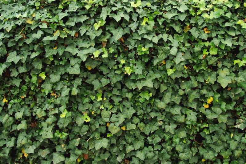English Ivy on Walls