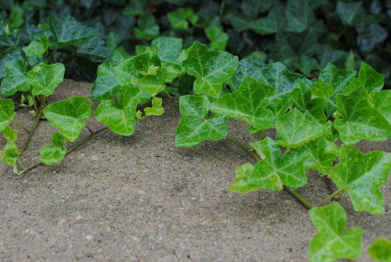 Summer Removal Considerations