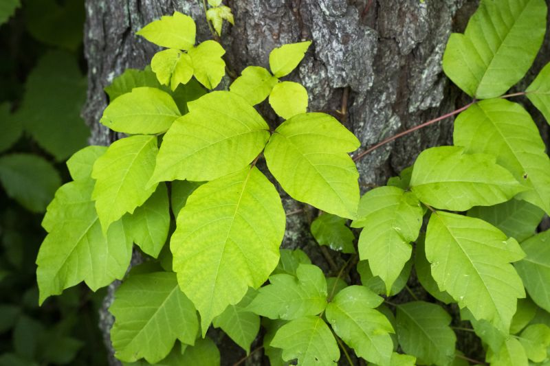 Ivy Covering Trees