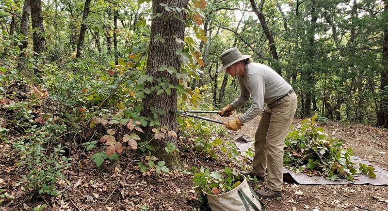 Poison Ivy Removal in West Chester, PA