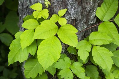 Poison Oak Removal in Harford County, MD