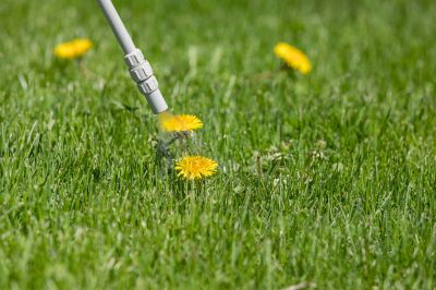 Thistle Treatment in Aiken, SC