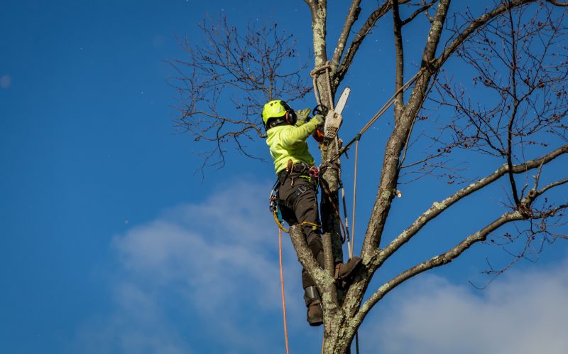 Experienced Arborists