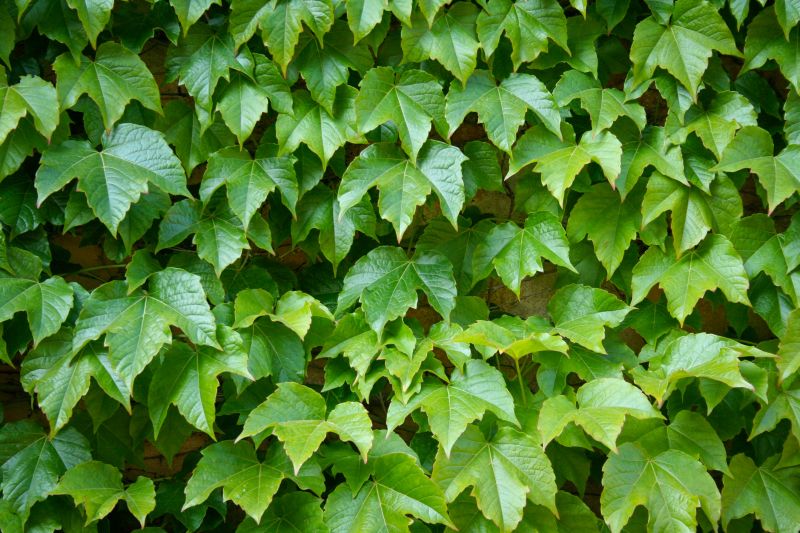 English Ivy Removal