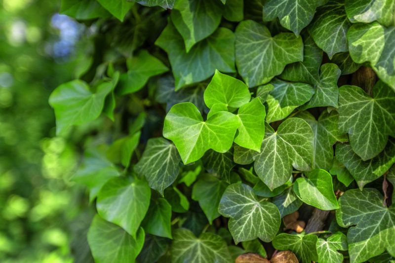 Get Professional English Ivy Removal To Enhance Plant Health!