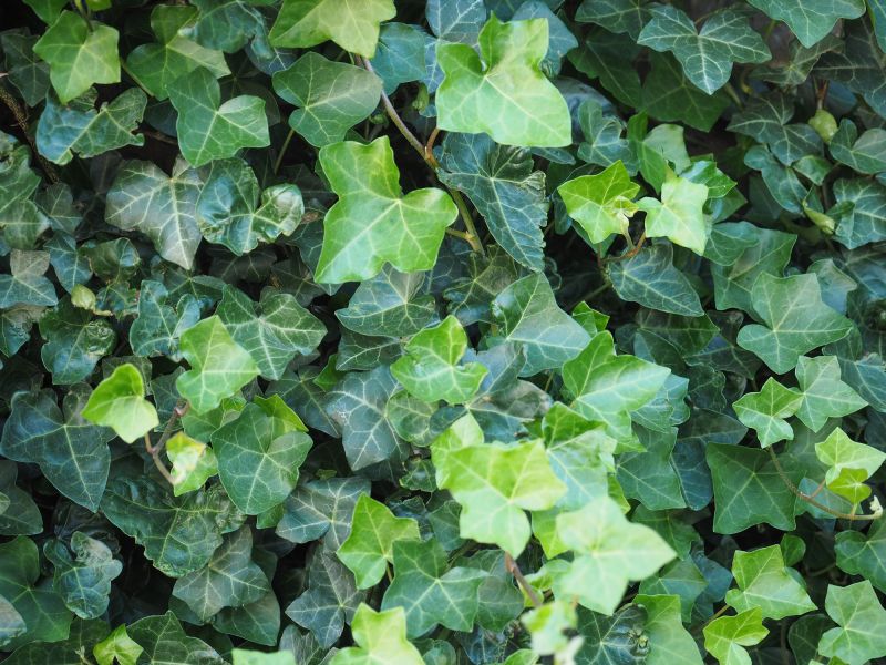Preserve Property Structural Integrity By Removing English Ivy!